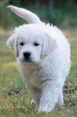 De Chucalane - Golden Retriever - Portée née le 05/04/2023