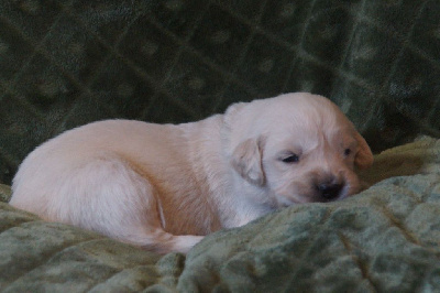 De Chucalane - Golden Retriever - Portée née le 05/04/2023