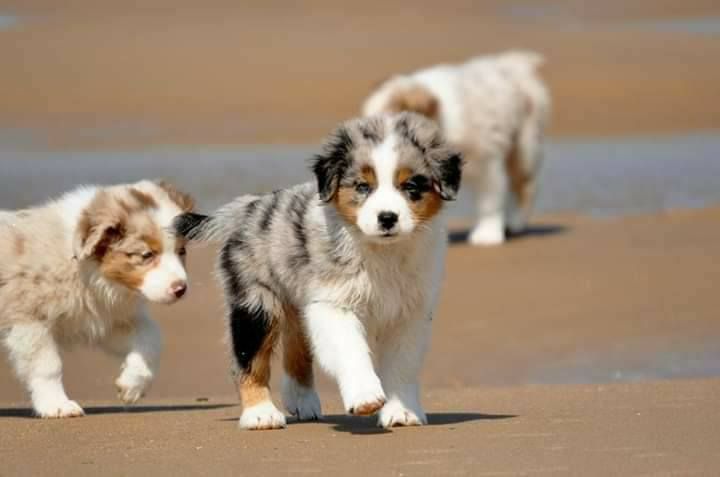 Les chiots de Chucalane