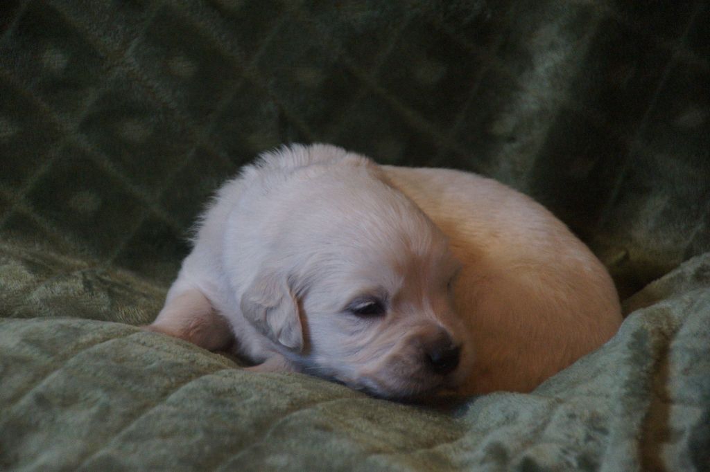 De Chucalane - Chiots disponibles - Golden Retriever