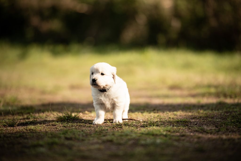 De Chucalane - Chiots disponibles - Golden Retriever