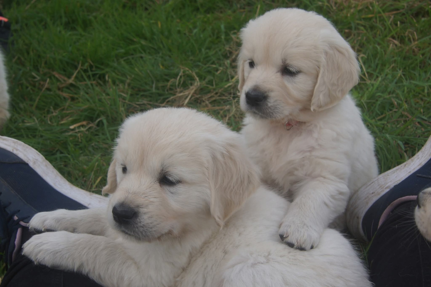 Chiot Golden Retriever De Chucalane
