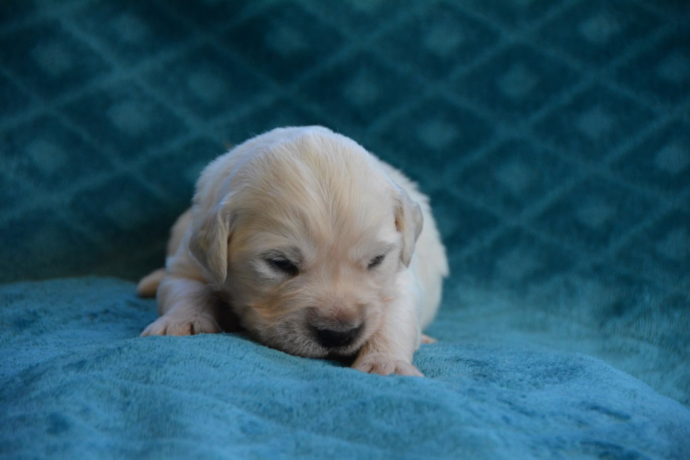 De Chucalane - Chiots disponibles - Golden Retriever