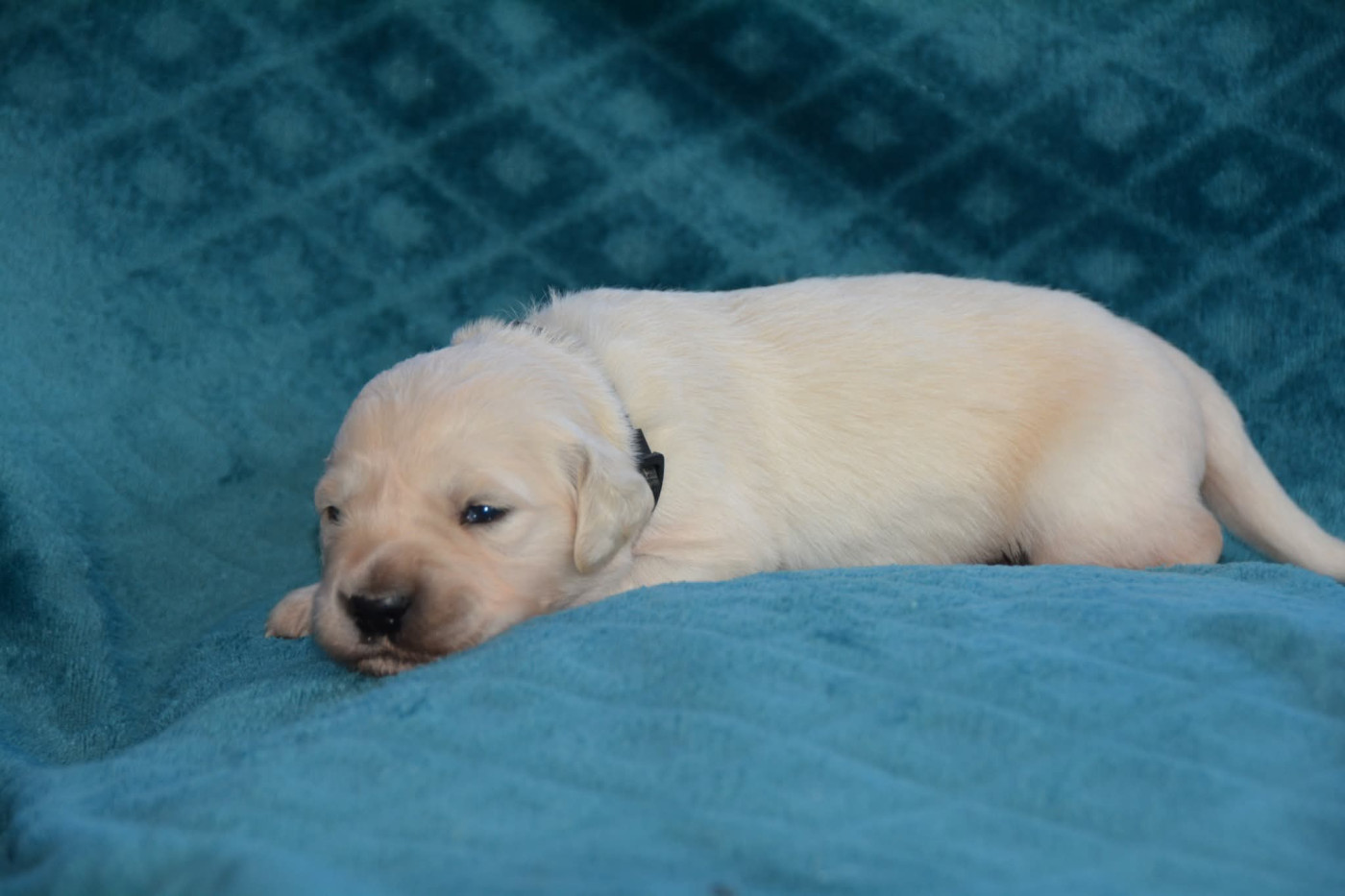 De Chucalane - Chiots disponibles - Golden Retriever