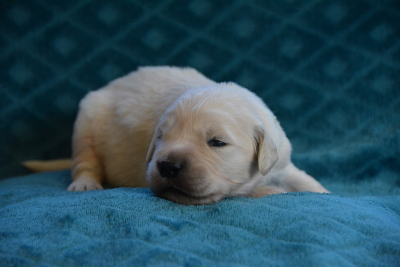De Chucalane - Chiots disponibles - Golden Retriever