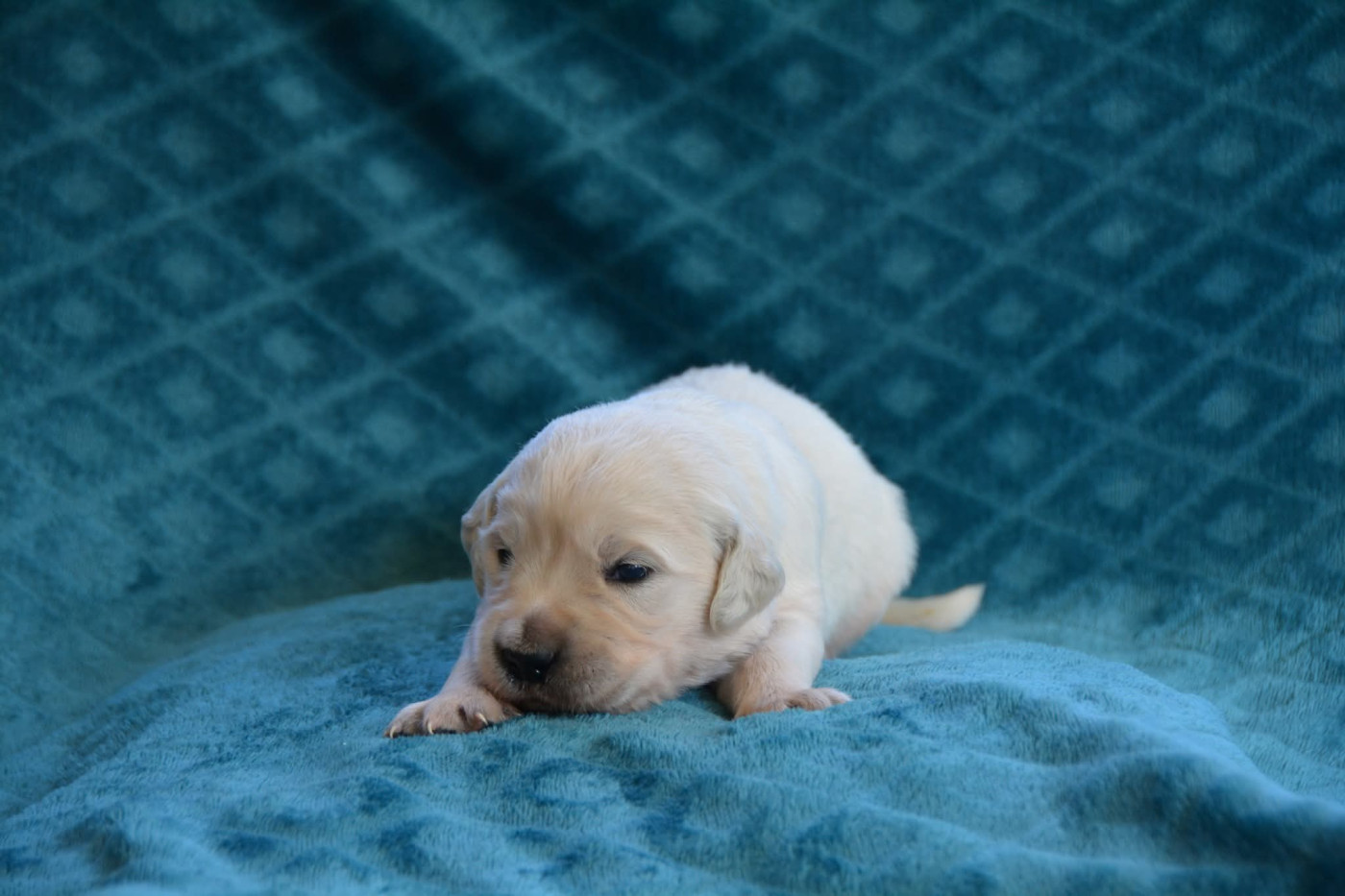 De Chucalane - Chiots disponibles - Golden Retriever