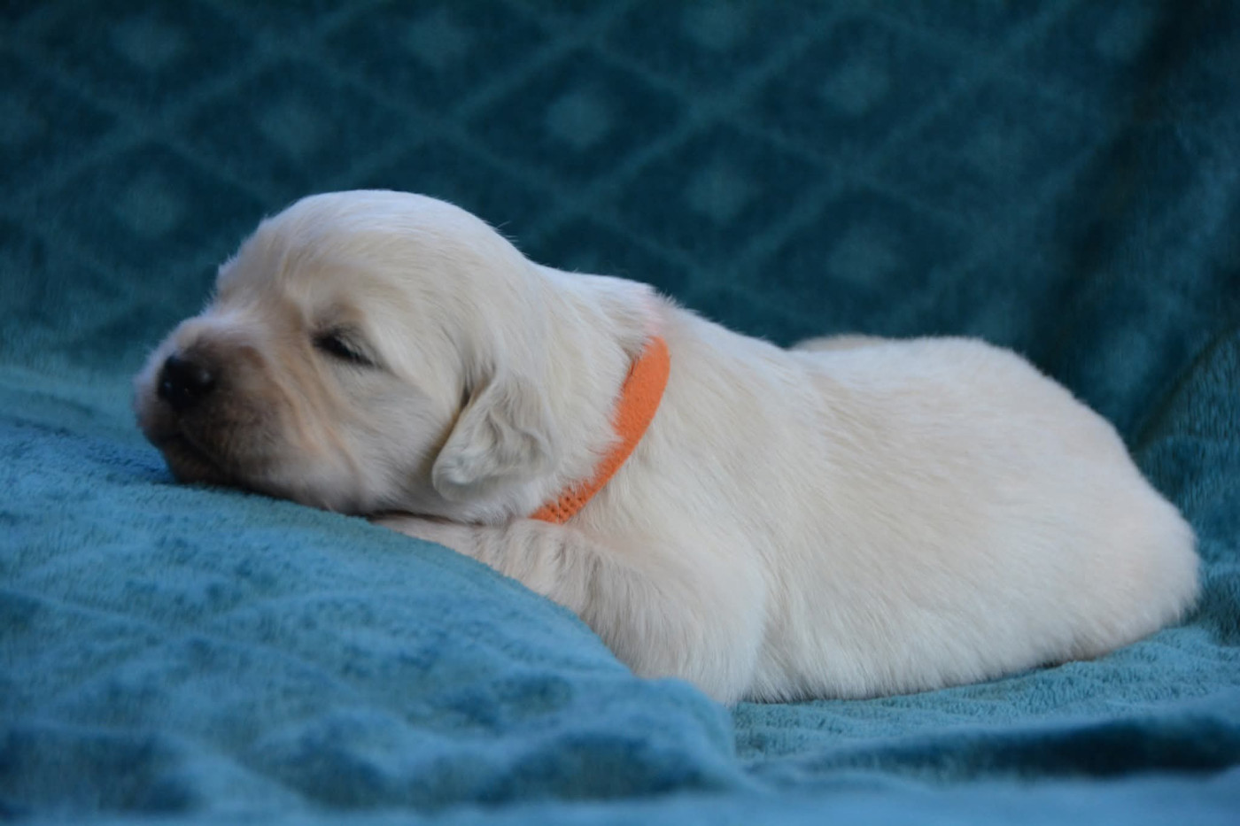 De Chucalane - Chiots disponibles - Golden Retriever