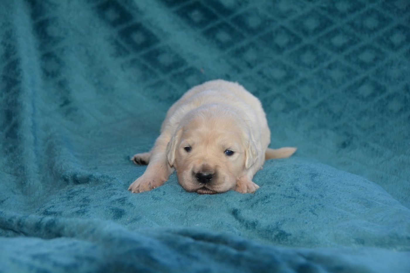 De Chucalane - Chiots disponibles - Golden Retriever