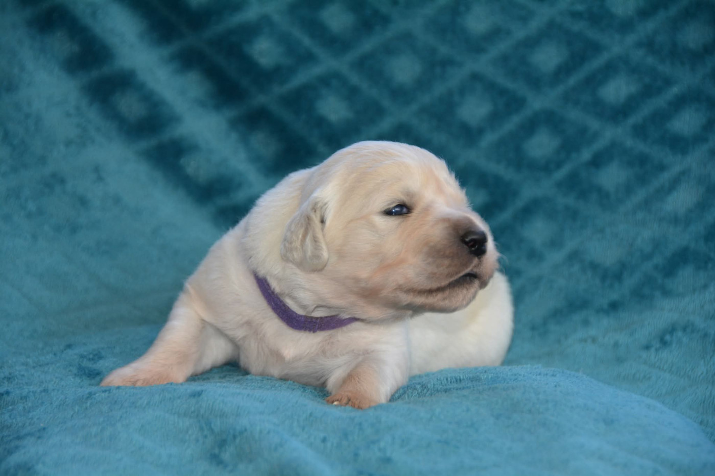 De Chucalane - Chiots disponibles - Golden Retriever
