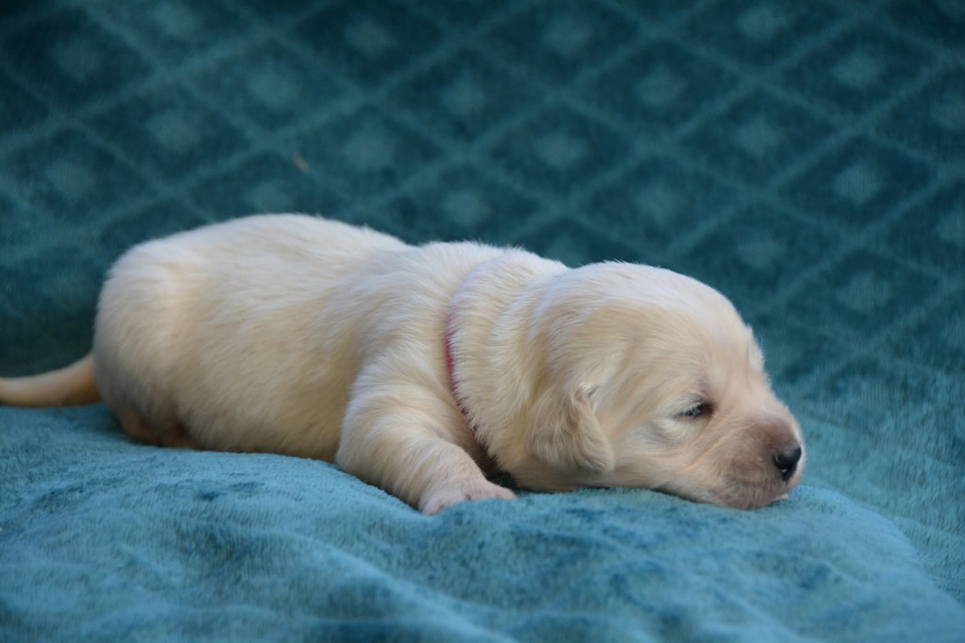 De Chucalane - Chiots disponibles - Golden Retriever