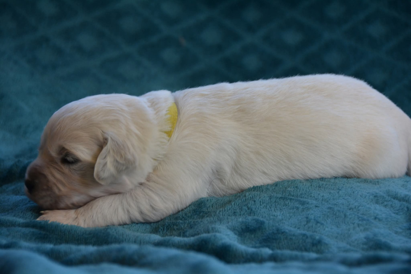 De Chucalane - Chiots disponibles - Golden Retriever