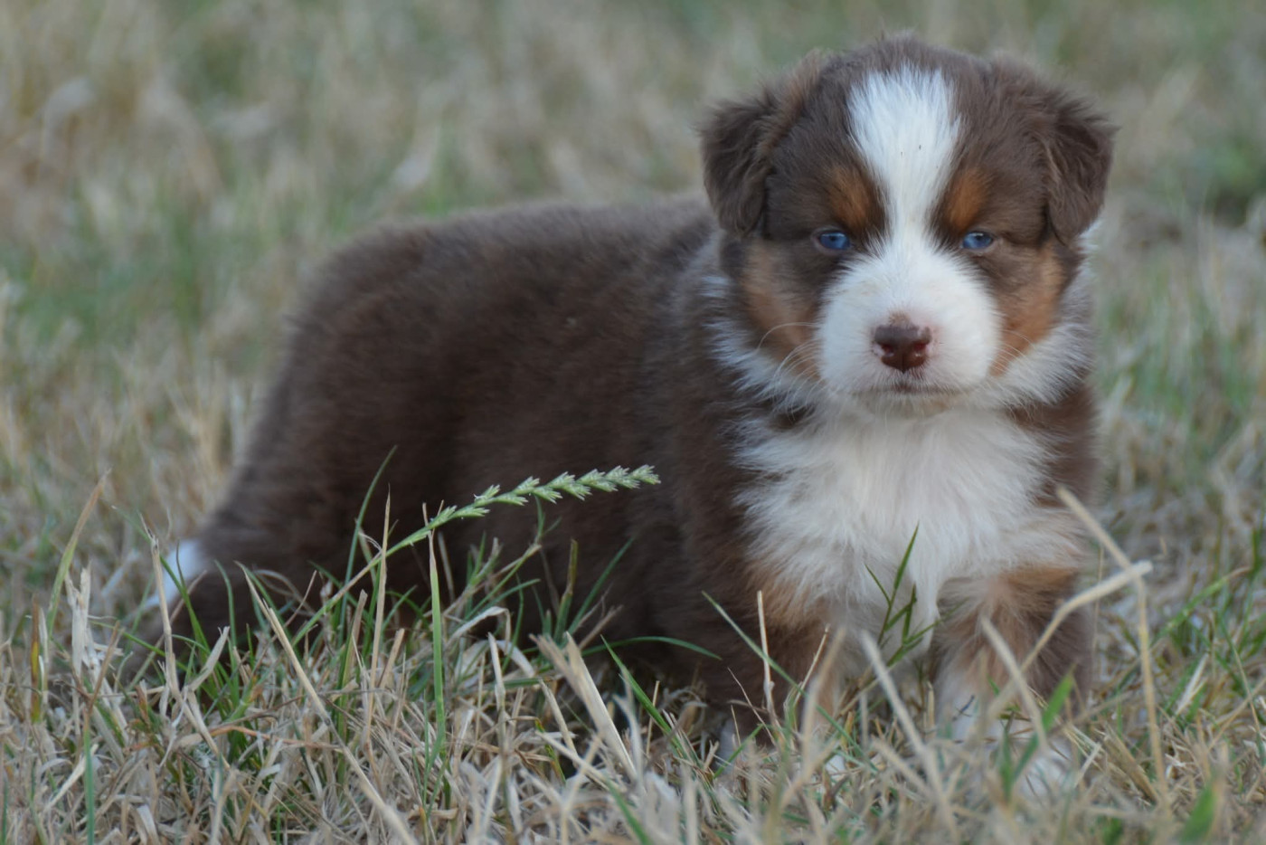 De Chucalane - Chiots disponibles - Berger Australien