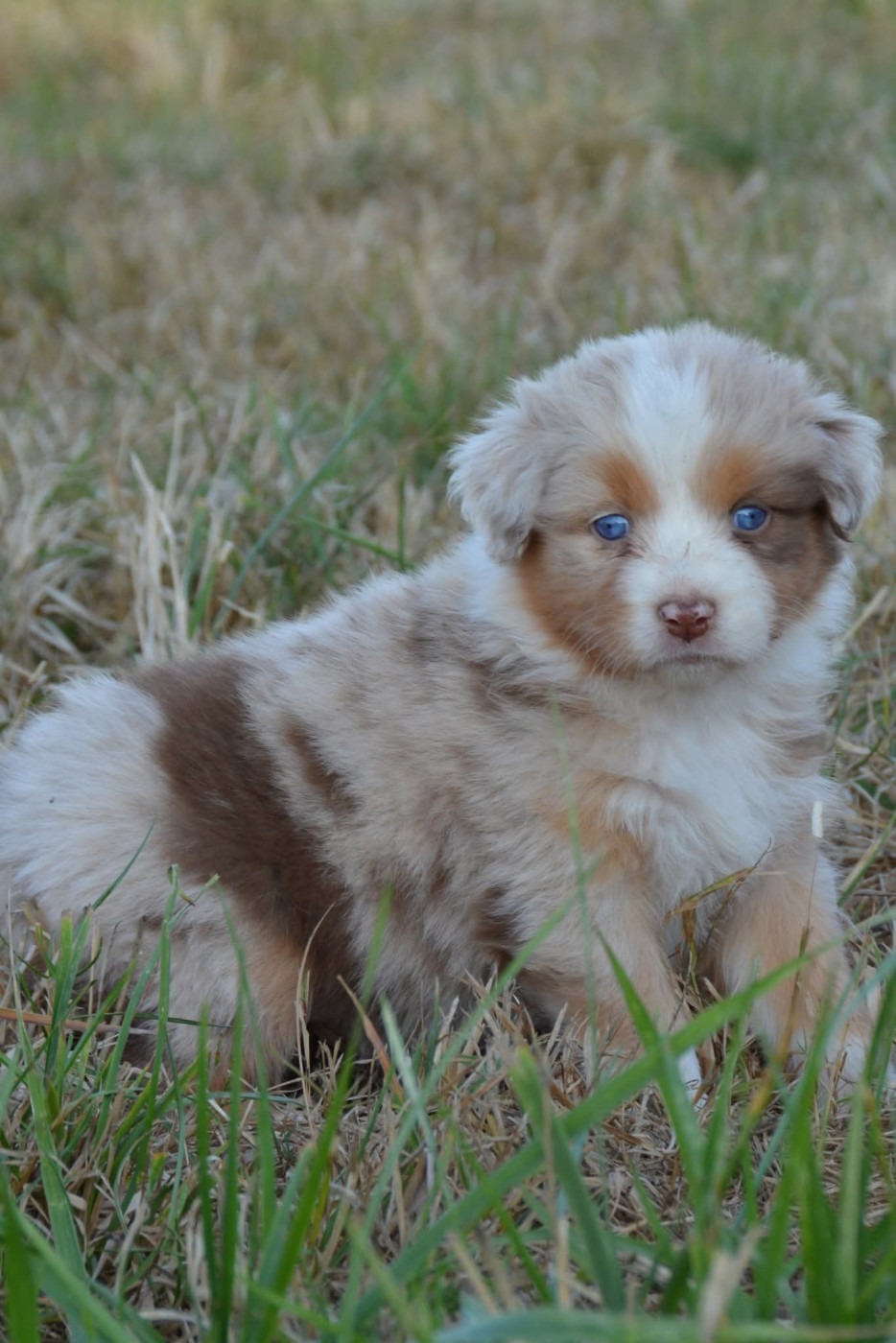 De Chucalane - Chiots disponibles - Berger Australien