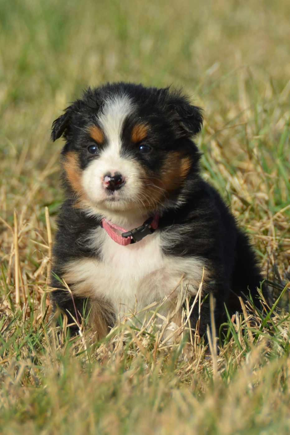 De Chucalane - Chiots disponibles - Berger Australien
