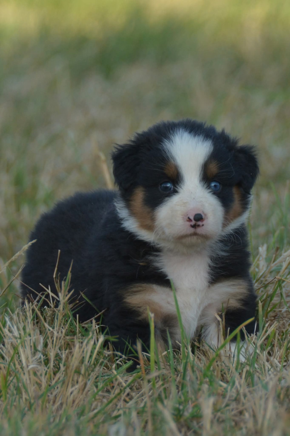 De Chucalane - Chiots disponibles - Berger Australien