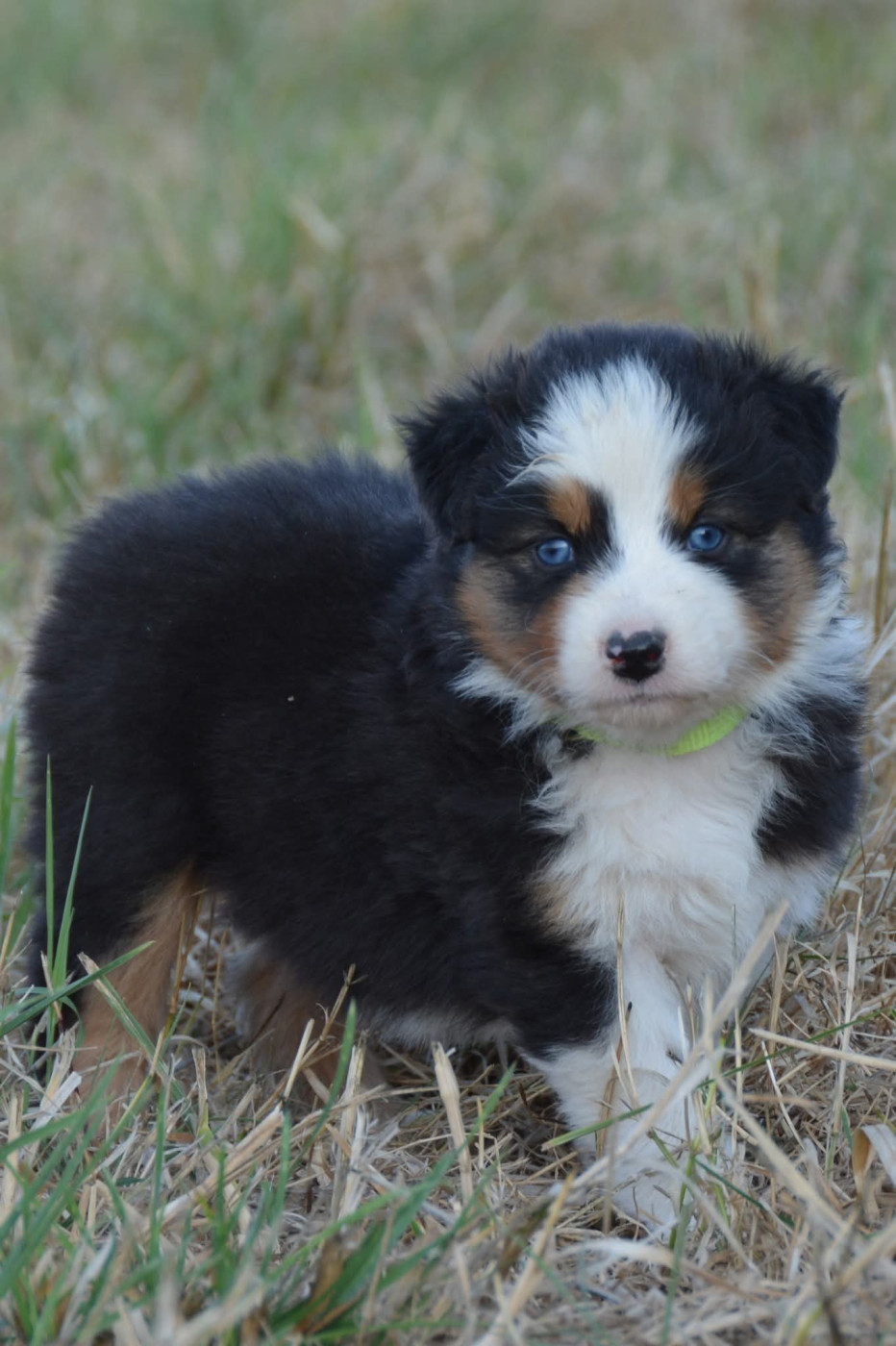 De Chucalane - Chiots disponibles - Berger Australien