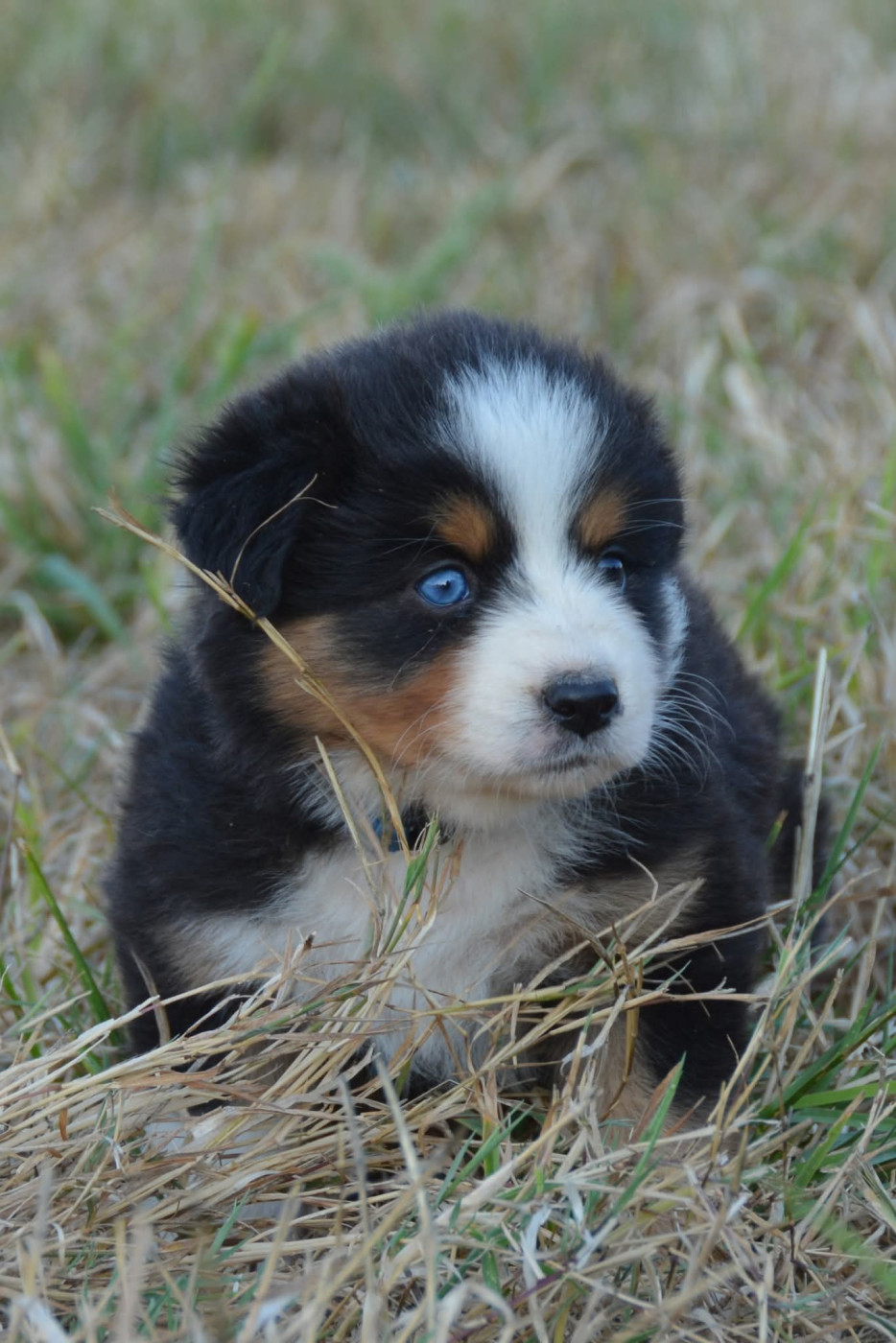 De Chucalane - Chiots disponibles - Berger Australien