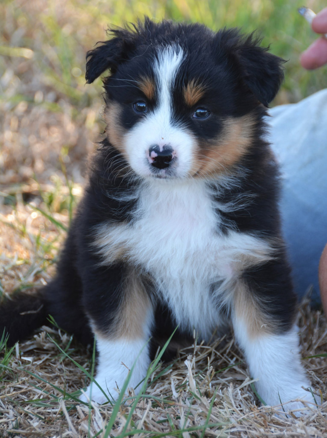 De Chucalane - Chiots disponibles - Berger Australien
