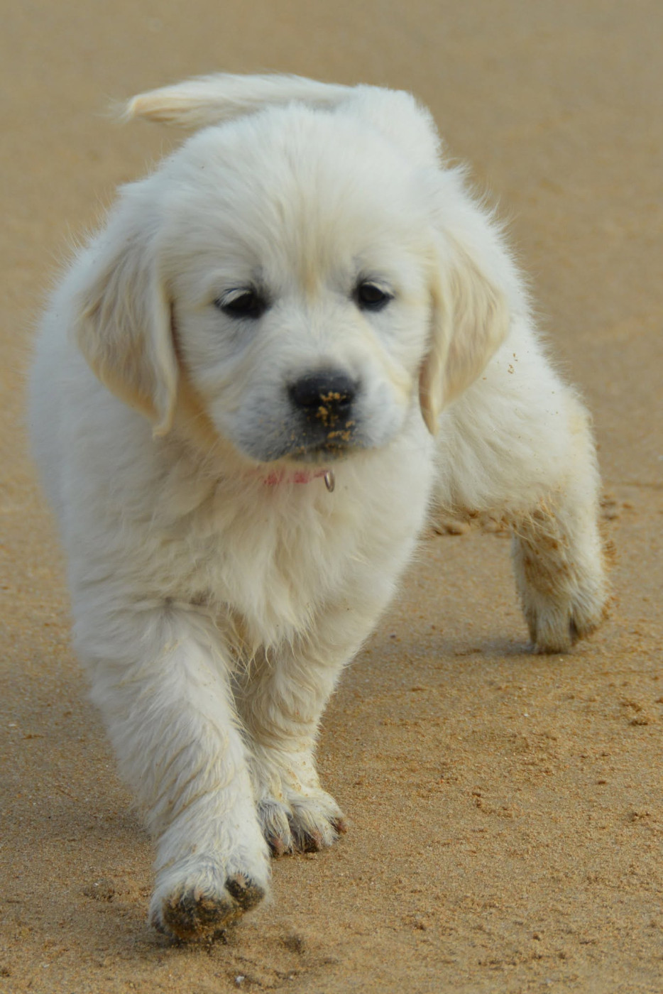 De Chucalane - Chiots disponibles - Golden Retriever