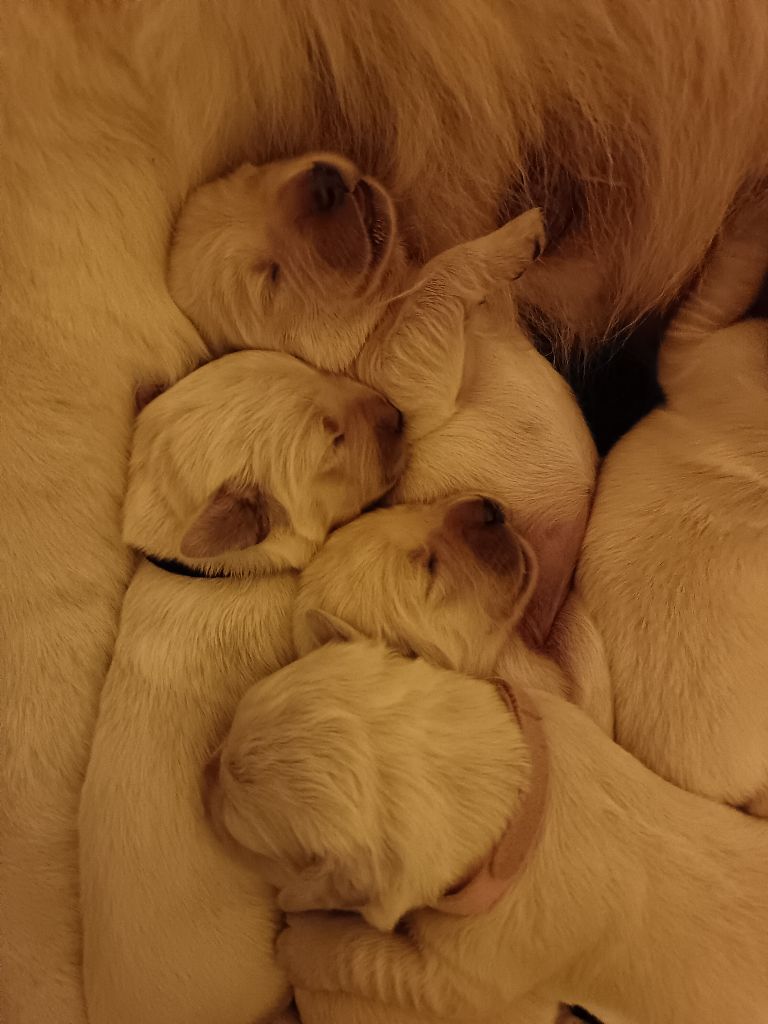 De Chucalane - Chiots disponibles - Golden Retriever