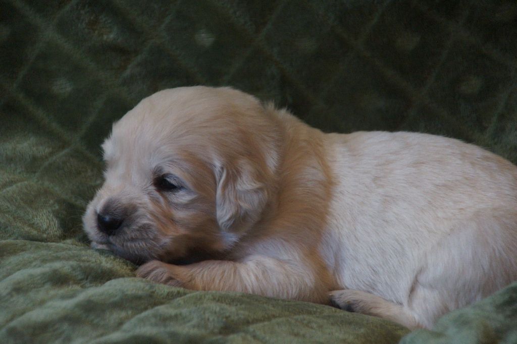 De Chucalane - Chiots disponibles - Golden Retriever