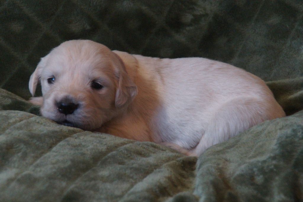 De Chucalane - Chiots disponibles - Golden Retriever