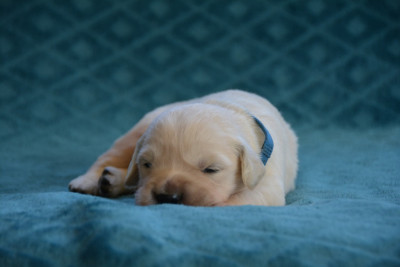 Biscuit