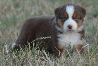 Berlioz