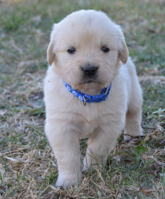 Biscuit