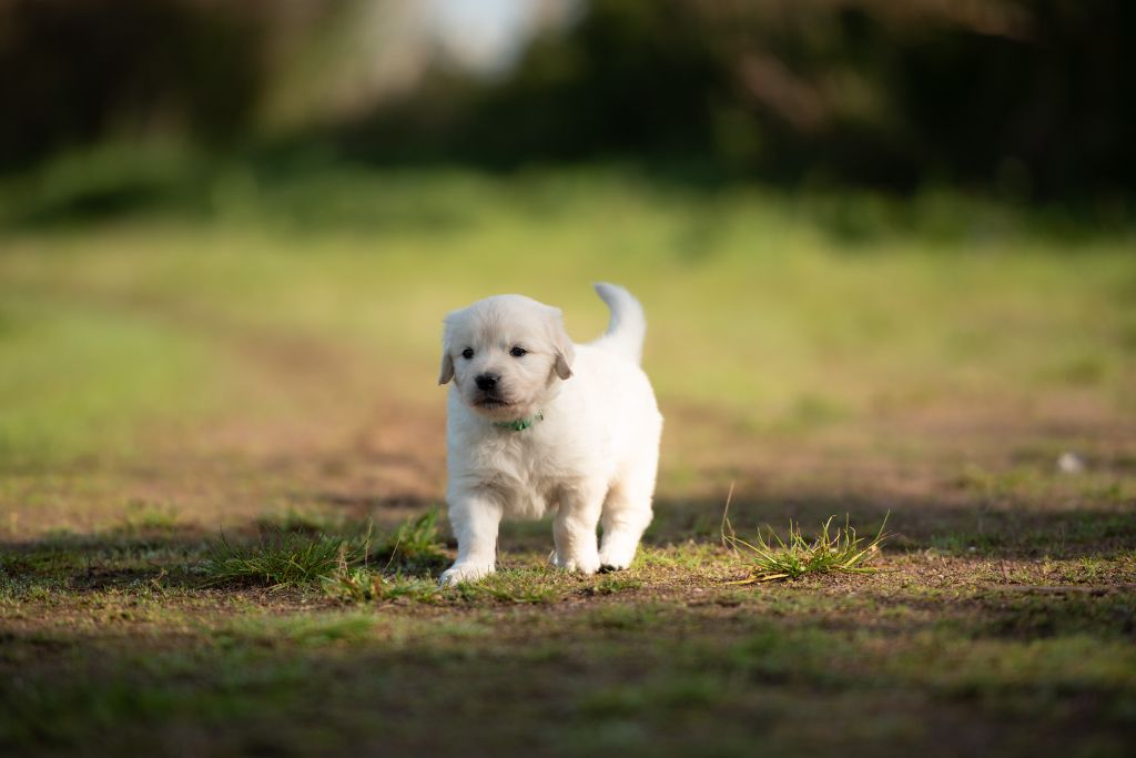 De Chucalane - Chiots disponibles - Golden Retriever