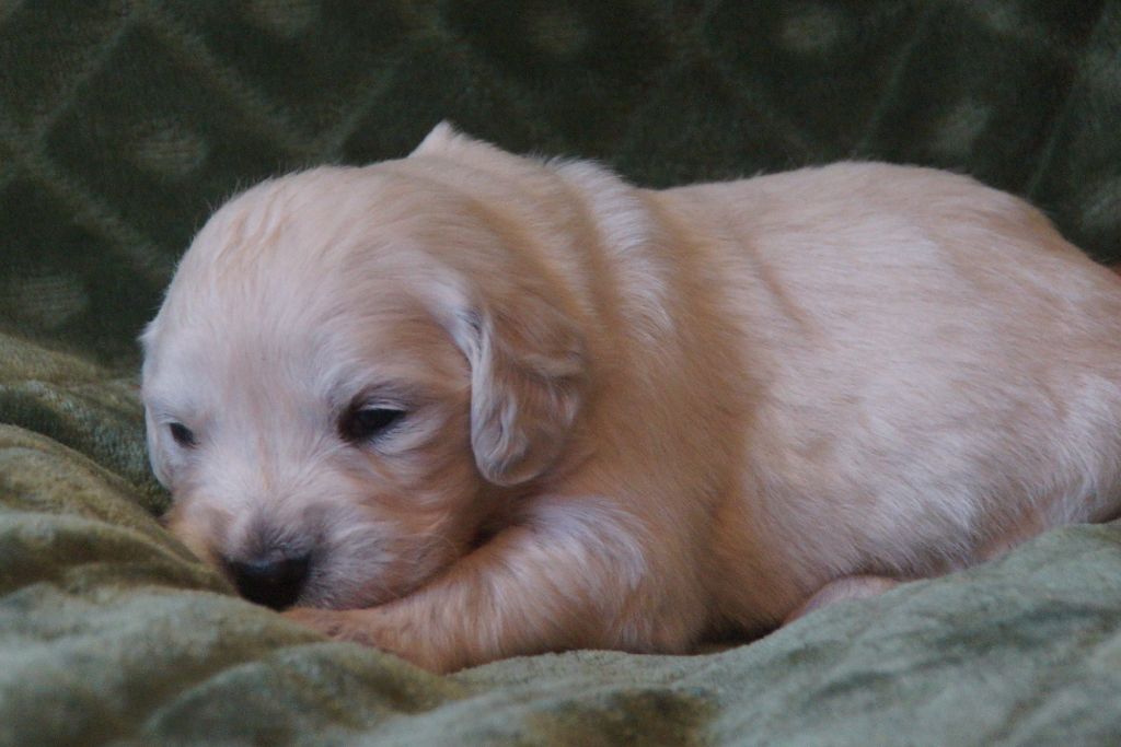 De Chucalane - Chiots disponibles - Golden Retriever